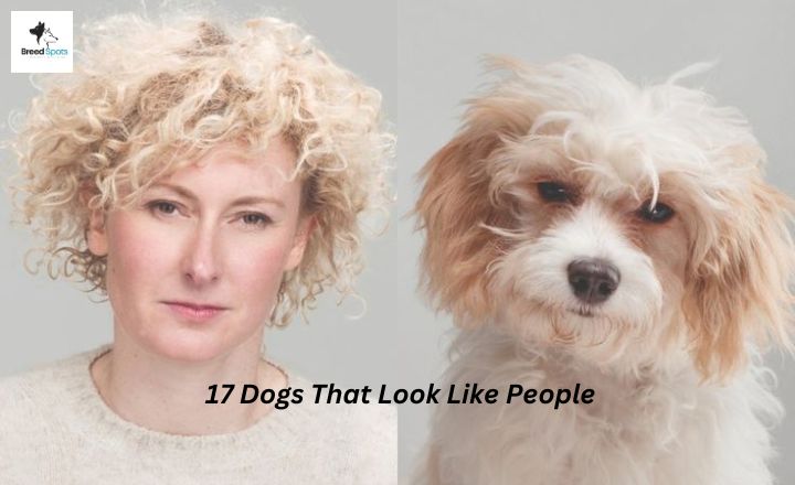 Some dogs that look like people. The next time you look at your pet, you might see a reflection of yourself staring back! In this fascinating exploration, we will check out some dogs that look like humans.