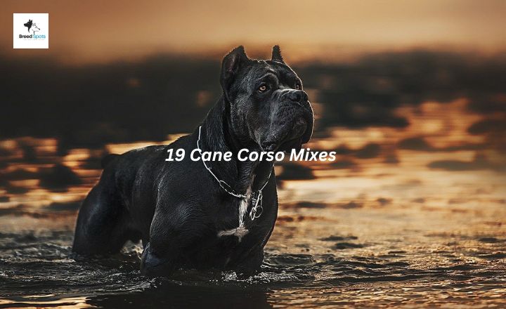 You would not believe how many incredible and exotic combinations are possible with these Cane Corso mixes.