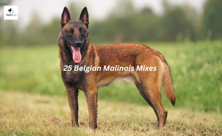 Are you interested in finding more information about Belgian Malinois mixes? Discover 25 Belgian Malinois mixes that will steal your heart.