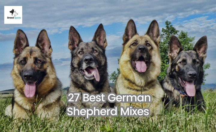 Dive into the world of 27 unique German Shepherd mixes! These dogs combine the GSD smarts and loyalty with the best traits of other breeds.