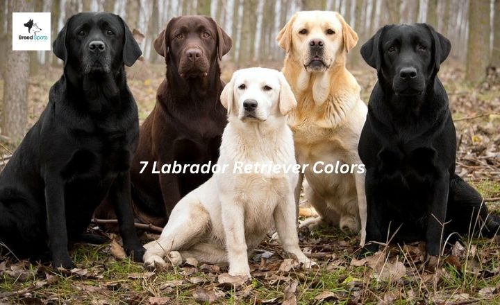 Few can rival the charm and versatility of Labrador Retriever Colors, one of the most beloved dog breeds in the world. They are known for their friendly behavior and boundless energy.