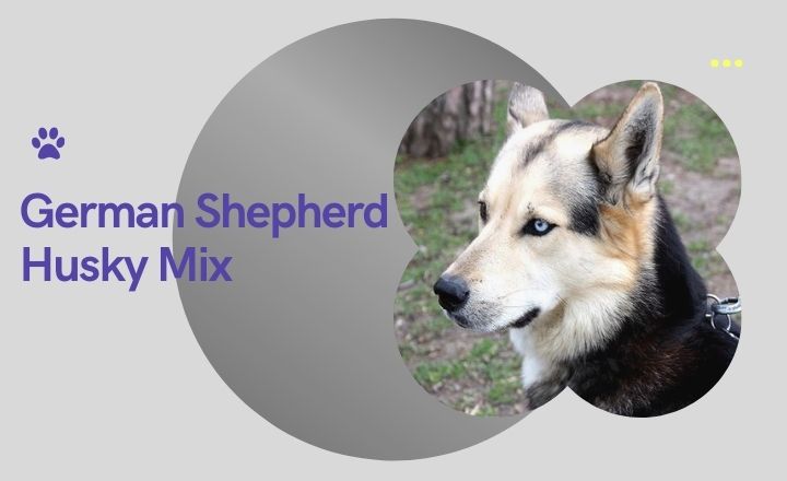 Explore the German Shepherd Husky Mix! Discover their history, appearance, temperament, and care. Is this energetic breed the right fit for your lifestyle?