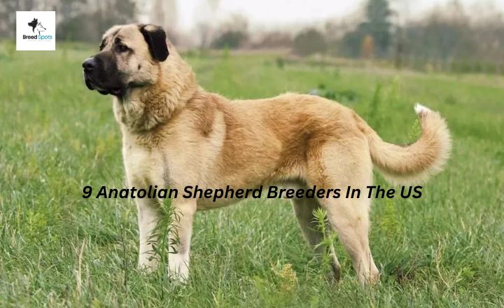 Searching for Anatolian Shepherd breeders in the US. There aren't many of them, I know. Therefore, I picked these you can trust.