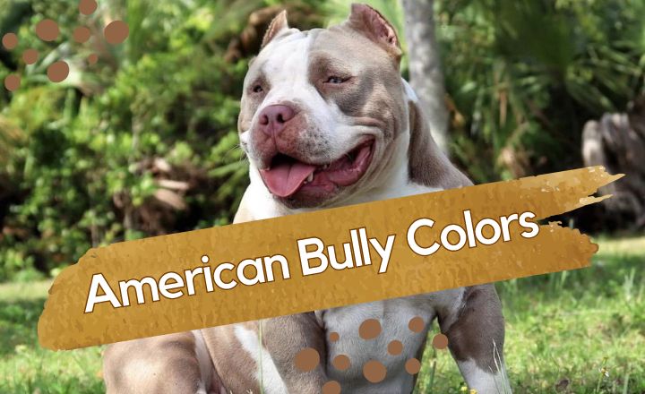 American Bully Colors are truly unique characteristics of this dog breed. Find your favorite Bully color among all of these.