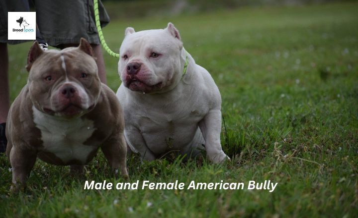 When choosing the perfect Male and Female American Bully, the decision often boils down to more than just breed preferences; gender plays a pivotal role in shaping temperament, behaviour, and compatibility with your lifestyle.