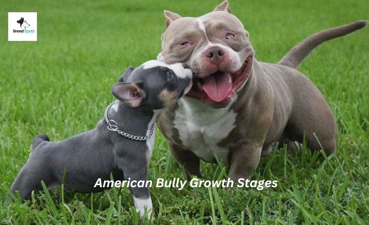 Learning about American Bully growth stages and growth charts can help you find out about many potential health problems in dogs.