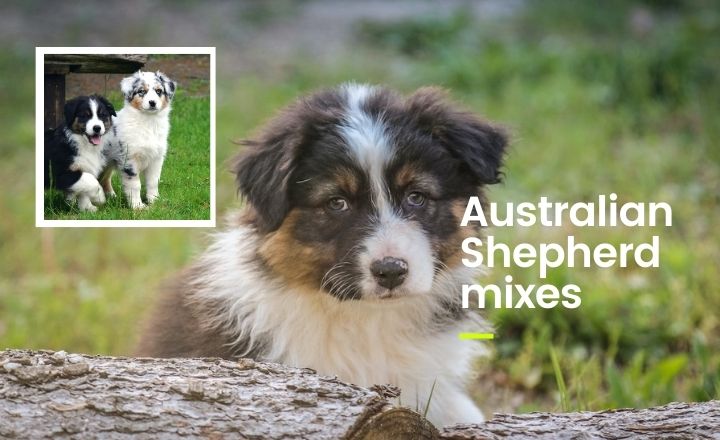 If you want to learn more about Australian Shepherd mixes and how they could look, look no further.