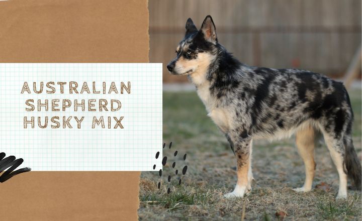 Welcome to the enchanting world of the Australian Shepherd Husky mix. This captivating hybrid, often affectionately called the Aussie Husky, is not just another pretty face; it’s a dynamic blend of intelligence, playfulness, and definite backchat. 