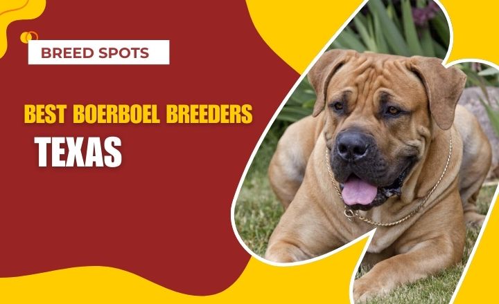 Looking for the best Boerboel Breeders Texas to find your new bundle of joy and family member? Then check out this list and see which ones will suit you best.