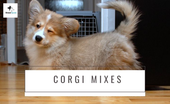 Interested in seeing which Corgi mixes exist for the world? Seek no more; here are the most popular Corgi mixes with pictures.