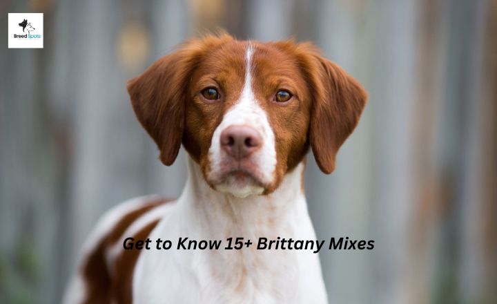 Few breeds are as delightful as Brittany Mixes regarding canine companions. Known for their boundless energy and friendly behaviour, these versatile dogs have captured the hearts of pet lovers everywhere.