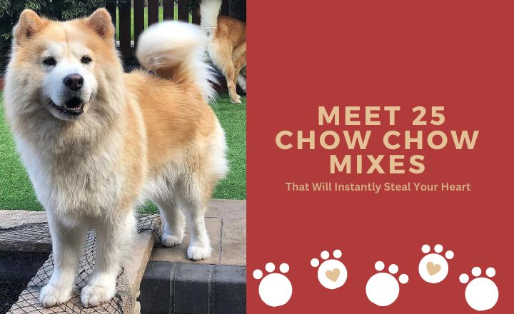 Interested in finding some sassy, yet fun mixes you can add to your family? Say hello to Chow Chow mixes, and say goodbye to lazy days.