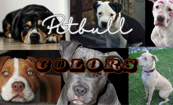 Pitbull colors are more than just dogs; they are living works of art with various colors and shades that capture the eye and the heart. If you think all pit bulls are grey or brown, prepare to be surprised.