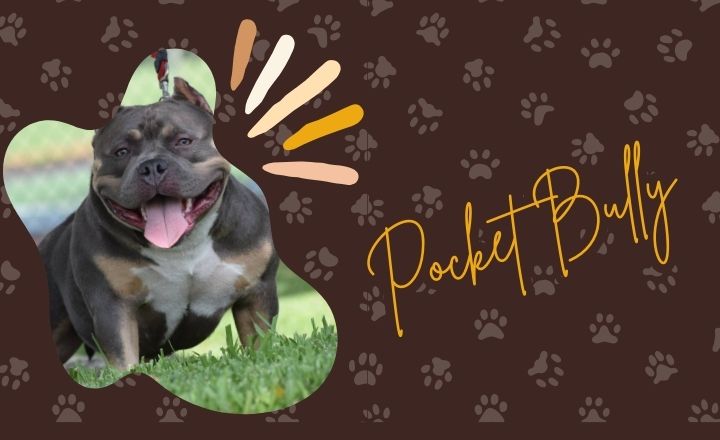 In a world where size often equates to power, one remarkable breed defies that notion with its undeniable charm and charisma: the Pocket Bully. 