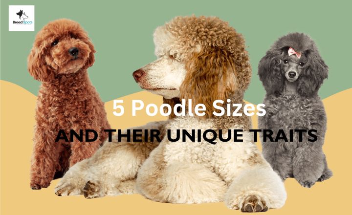 Did you know that there are more than three Poodle sizes? Let's learn all the official and unofficial dimensions and see what the differences are.