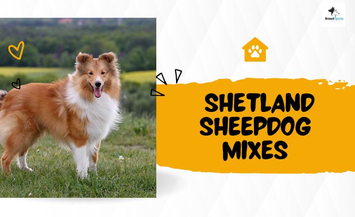 Discover the charm of Shetland Sheepdog mixes. Learn about Sheltidoodles, Sheltimos, and more. Find your perfect furry friend in our guide to Sheltie mixes!