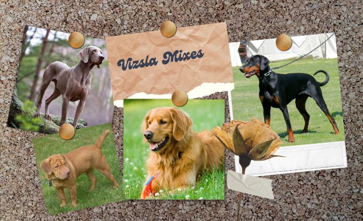 Vizsla Mixes. Meet 25 unique Vizsla mixes that offer beauty, brains, and boundless energy. Perfect for active families and those seeking loyal companions.