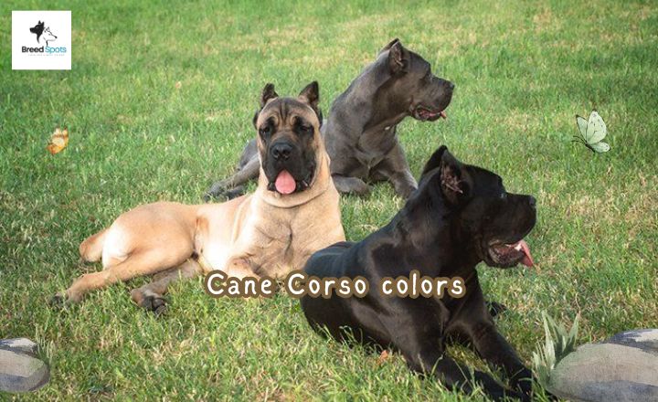 Check out these incredible Cane Corso colors and learn to differentiate them. Let's pick out our favourites together and learn about their characteristics.