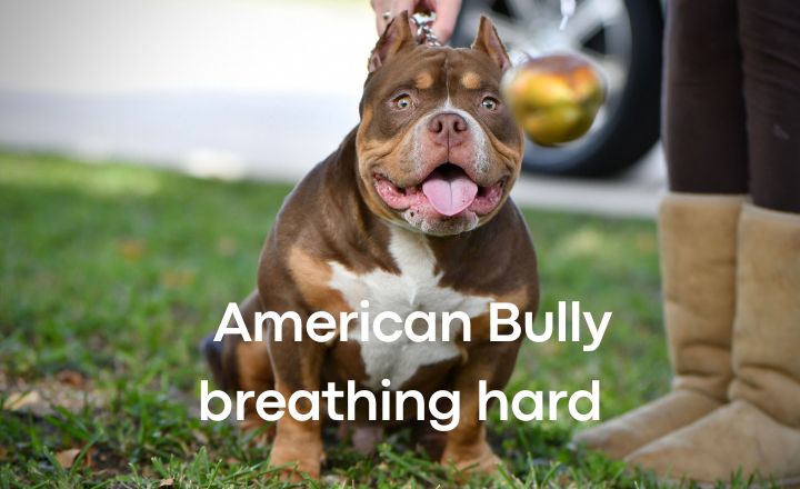 So, you’ve noticed something wrong with your pup, and now you are asking yourself,” Why is my American Bully breathing hard?”