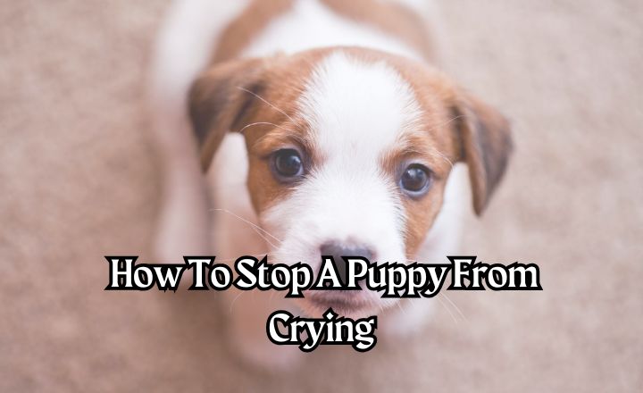 Discover 7 effective tips and tricks on how to stop a puppy from crying. Learn how to soothe your new puppy and meet their needs.