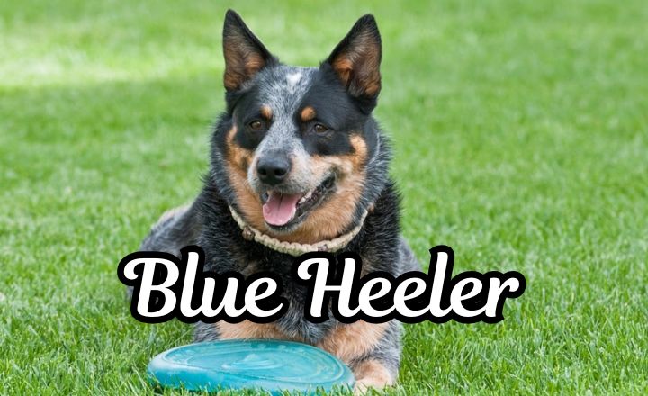 Learn everything there is to know about the Blue Heeler growth chart and find the answers to all the most frequently asked questions about this energetic working dog.