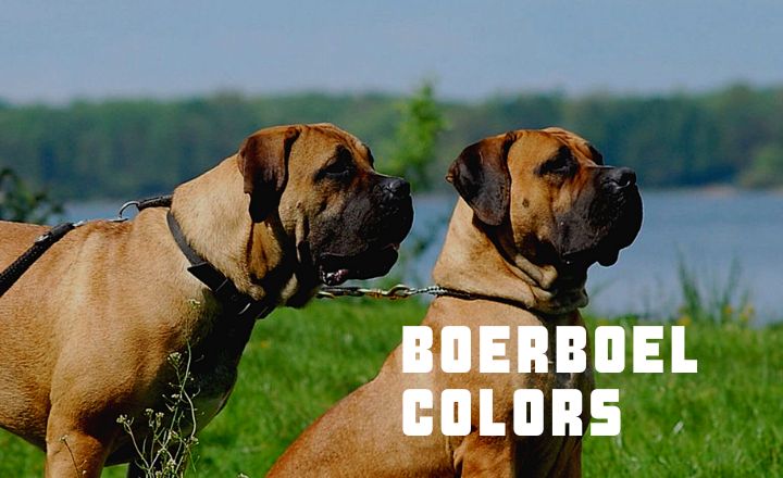 Are you looking to buy or adopt a South African dog, but don’t know much about all of the Boerboel colours and markings that come in? Check out this guide.