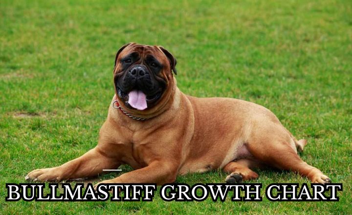 Learn more about the Bullmastiff Growth Chart and the 7 essential tips to help your giant dog grow healthy and strong.