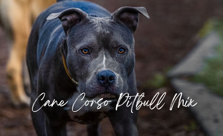 Wondering about the traits of the Cane Corso Pitbull mix? Is it the right breed for you? Find all of your answers here.