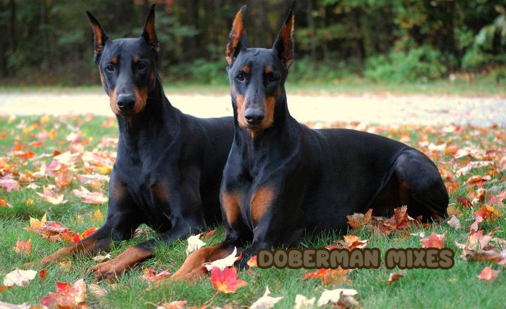 When it comes to dogs, few breeds command as much respect and admiration as the Doberman Mixes