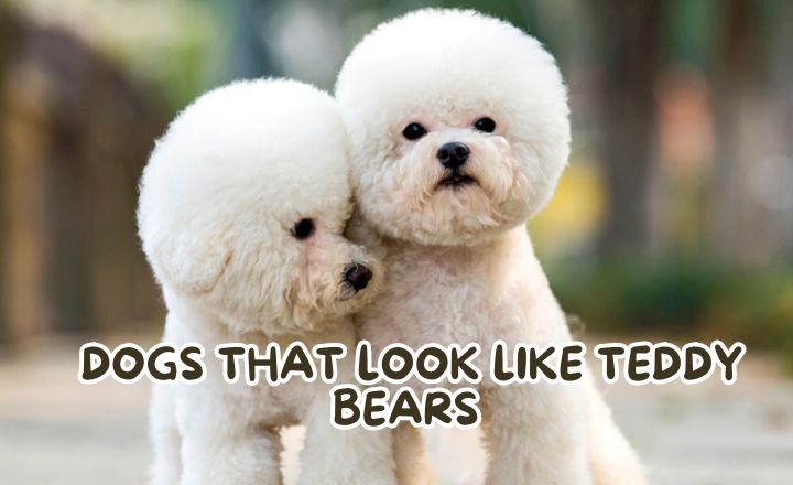 What are some dogs that look like Teddy Bears and other stuffed animals? Here is the list of some of my favourites - purebred and mixed breed included.