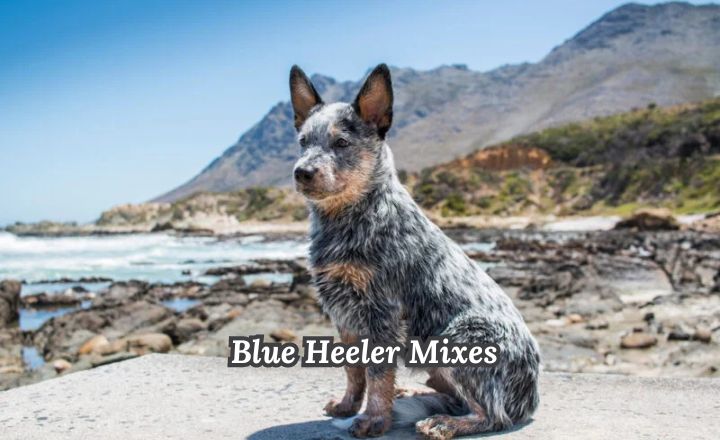 If you’ve ever laid eyes on a Blue Heeler Mixes, you know that this breed embodies both heart and hustle. 