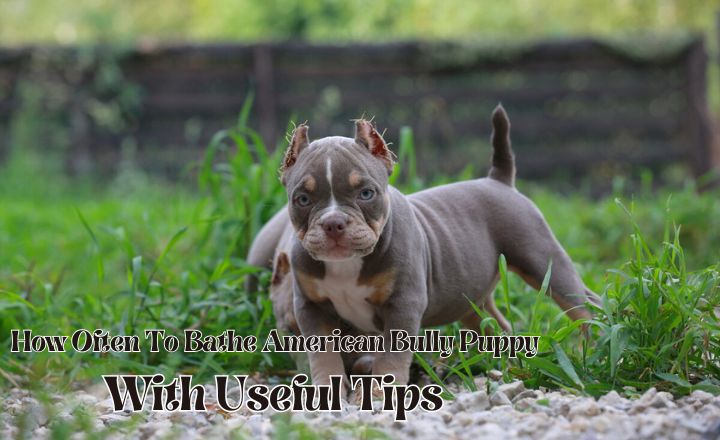 How often do you bathe American Bully puppies, and what are some general grooming tips? Let's find out how puppy care differentiates from adult care.