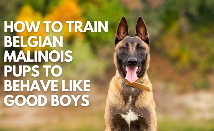 Learn how to train Belgian Malinois puppies effectively. From socialization to obedience, discover tips for nurturing a well-rounded and obedient companion.