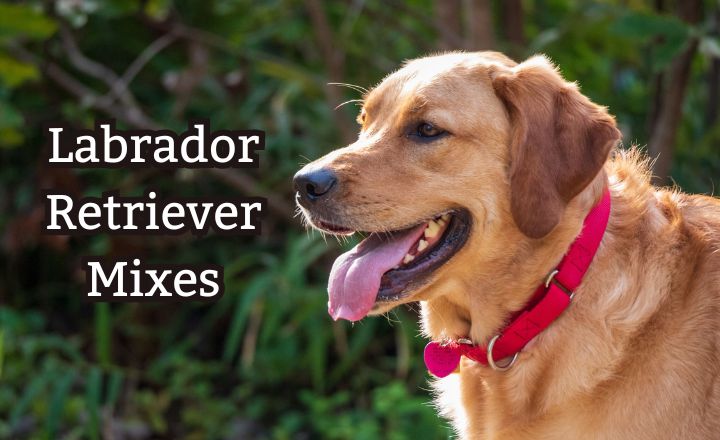 Trying to find the most beautiful Labrador Retriever mixes? You are at the right place! Find out more about these wonderful dogs.