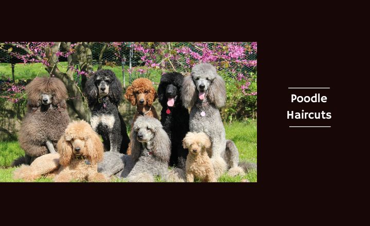 Discover 29 best Poodle haircuts, from classic to modern styles. Learn more about grooming tips and find the perfect cut for your beloved dog.