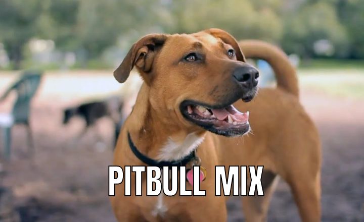 Are you interested in seeing 33 Pitbull mixes and learning more about them? Look no further—all the information you might need is here!