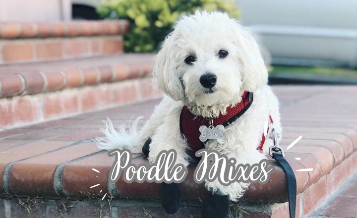 Are you wondering how many Poodle mixes there are? Let's discover some of the most popular Doodles and learn what makes them so special.