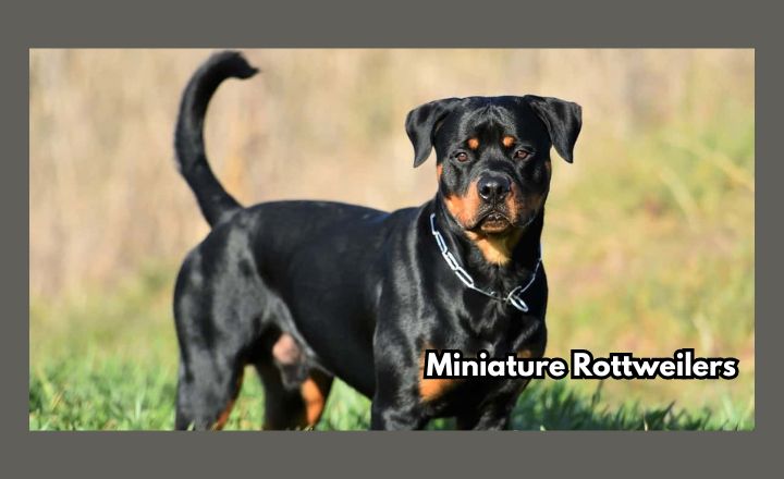 Miniature Rottweilers are adorable little doggies whose pictures make us go "Awww". But are they even a real breed or just Photoshop? Let's find out everything.