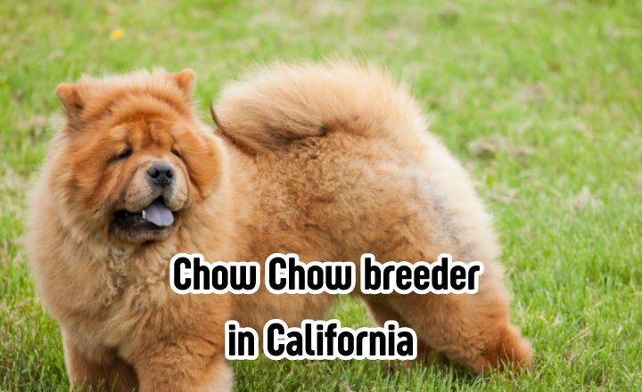 Are you looking for the right Chow Chow breeder in California? You are at the right place! Check out our list of the best reputable breeders here.