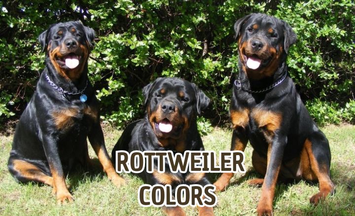 Do you know all the possible Rottweiler colors and coat types? Let's learn all there is to know about all the various hues and shades these pups can come in.