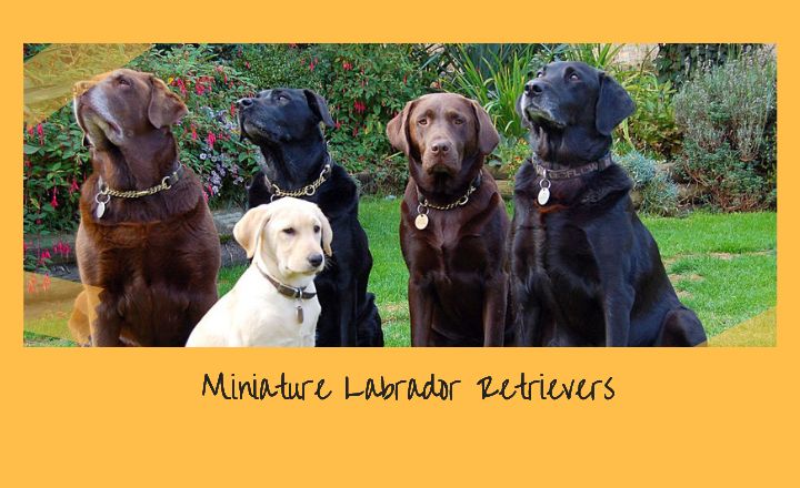 Welcome to the world of Miniature Labrador Retrievers, a captivating twist on one of America’s favorite dog breeds.