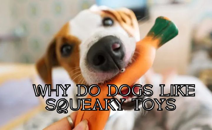 Are you wondering why dogs like squeaky toys and your Fido spends hours playing with his new ball? The answers might surprise you.