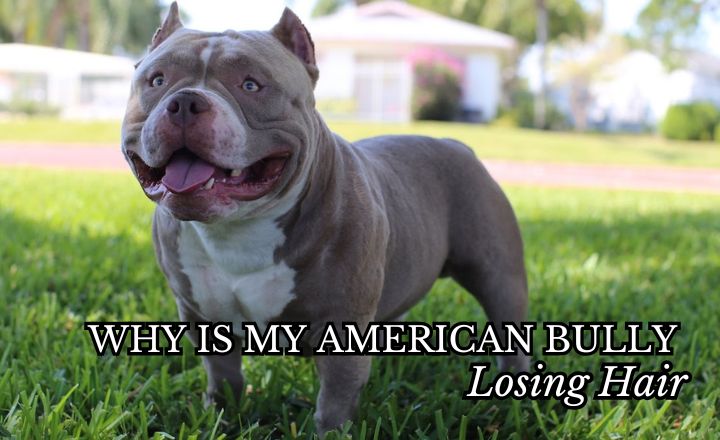 Why is my American Bully losing hair, and will his fur ever grow back? Here is everything you need to know about hair loss in bullies, as well as possible treatments.