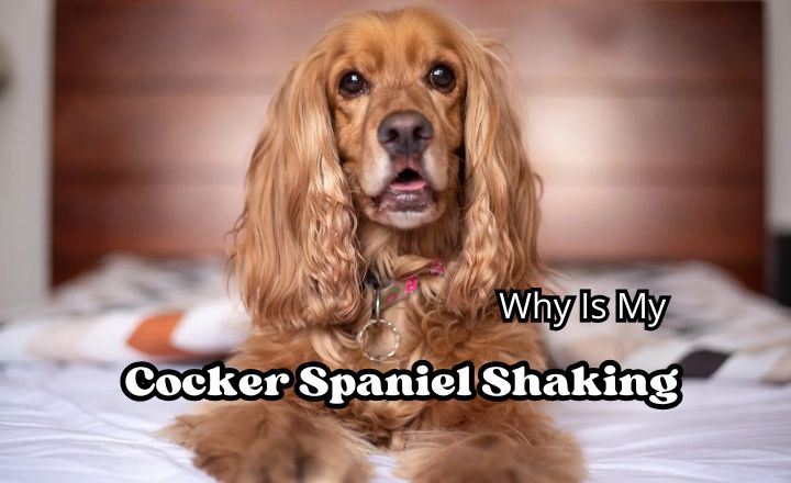 Why is my Cocker Spaniel shaking, and should I be concerned? Let's find out all the reasons behind this behaviour and learn when the right time for a vet visit is.