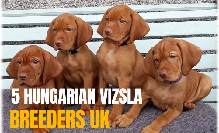 Looking for the best Vizsla Breeders UK has for you? Check out our guide to the top 5 most ethical breeders ensuring quality, health, and proper socialization.