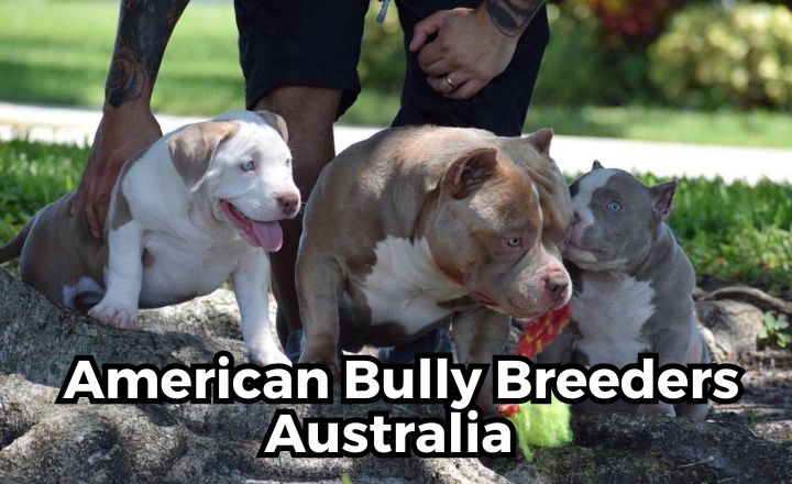 Looking for the best American Bully breeders in Australia? Look no further! Explore top kennels, ethical practices, and stunning pups for sale.