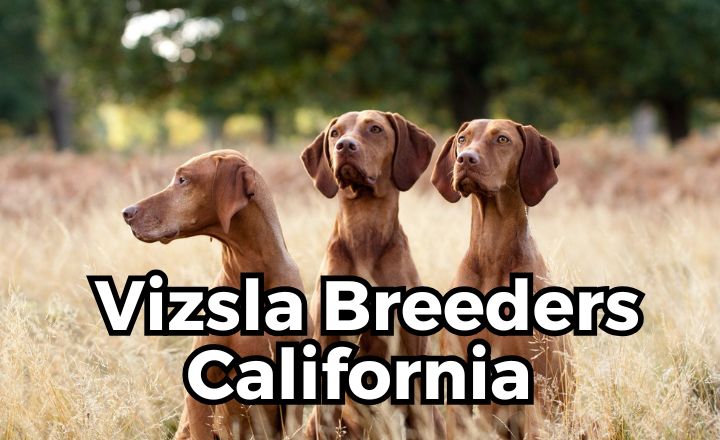 Nestled in the sun-kissed landscapes of California, where vibrant vineyards meet sprawling beaches, an extraordinary breed captivates dog lovers with its striking appearance and boundless energy, the Vizsla Breeders California.