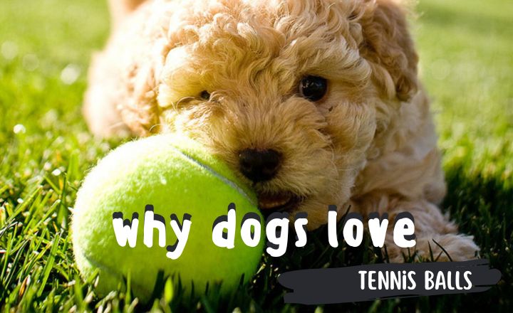 Wondering why dogs love tennis balls so much? I was wondering the same a long time ago before learning about these interesting reasons.