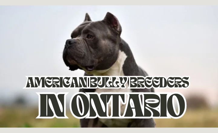 The American Bully Breeders in Ontario, with its muscular frame and affectionate demeanor, is more than just a pet; it’s a loyal companion that embodies both strength and gentleness. 