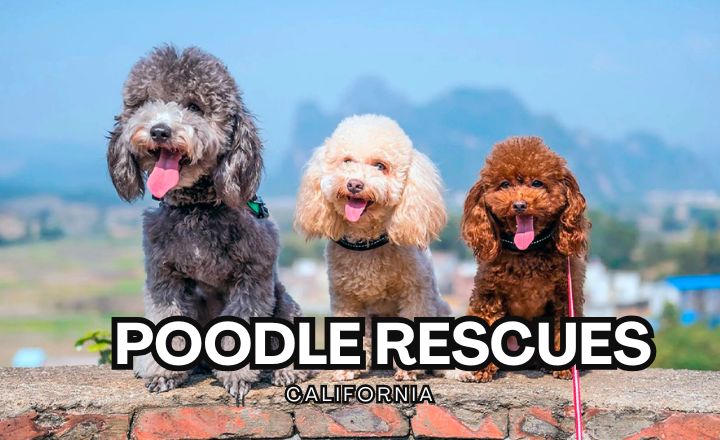 If you are thinking about adopting a Poodle Rescues California, you need to check out these rescue organizations that have amazing connections to these wonderful creatures.